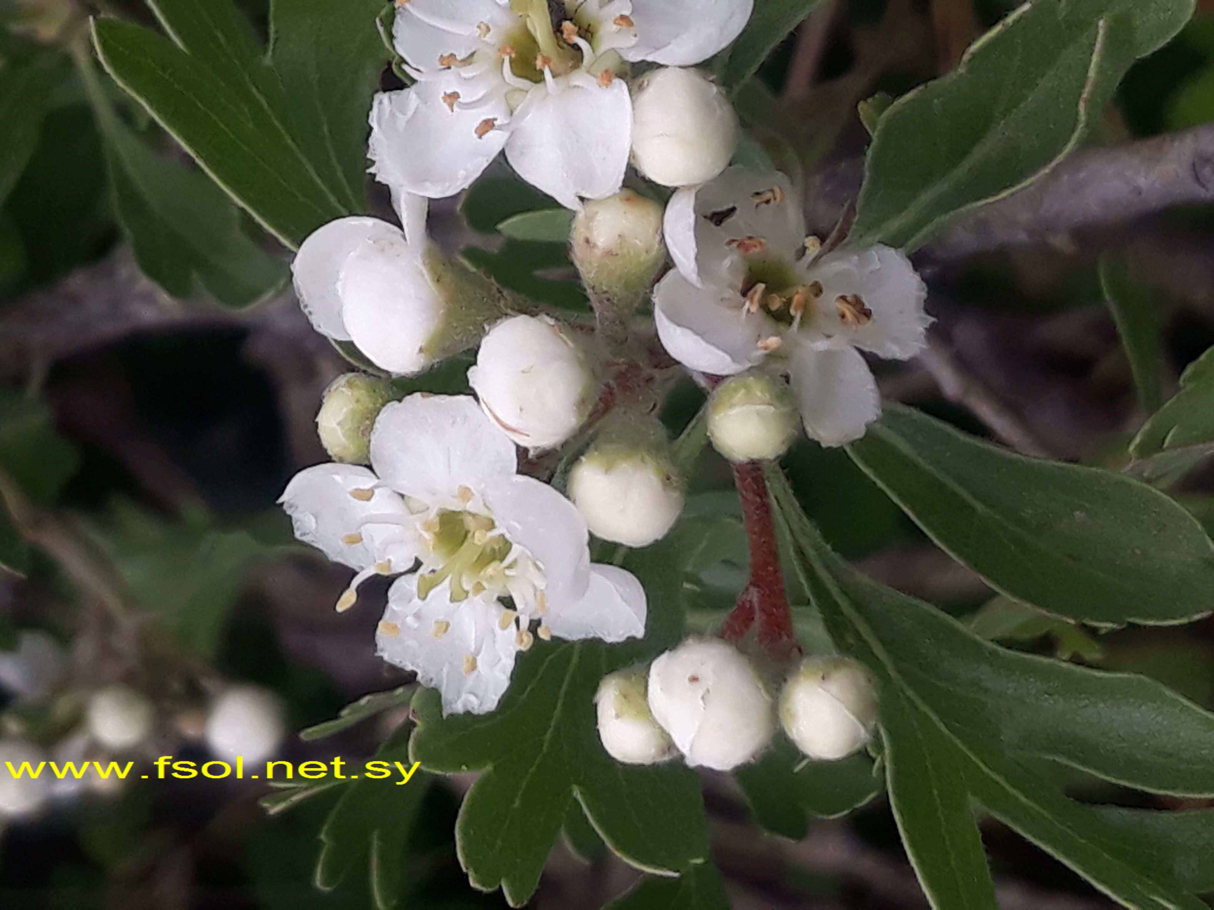 Crataegus aronia (L.) Steud.