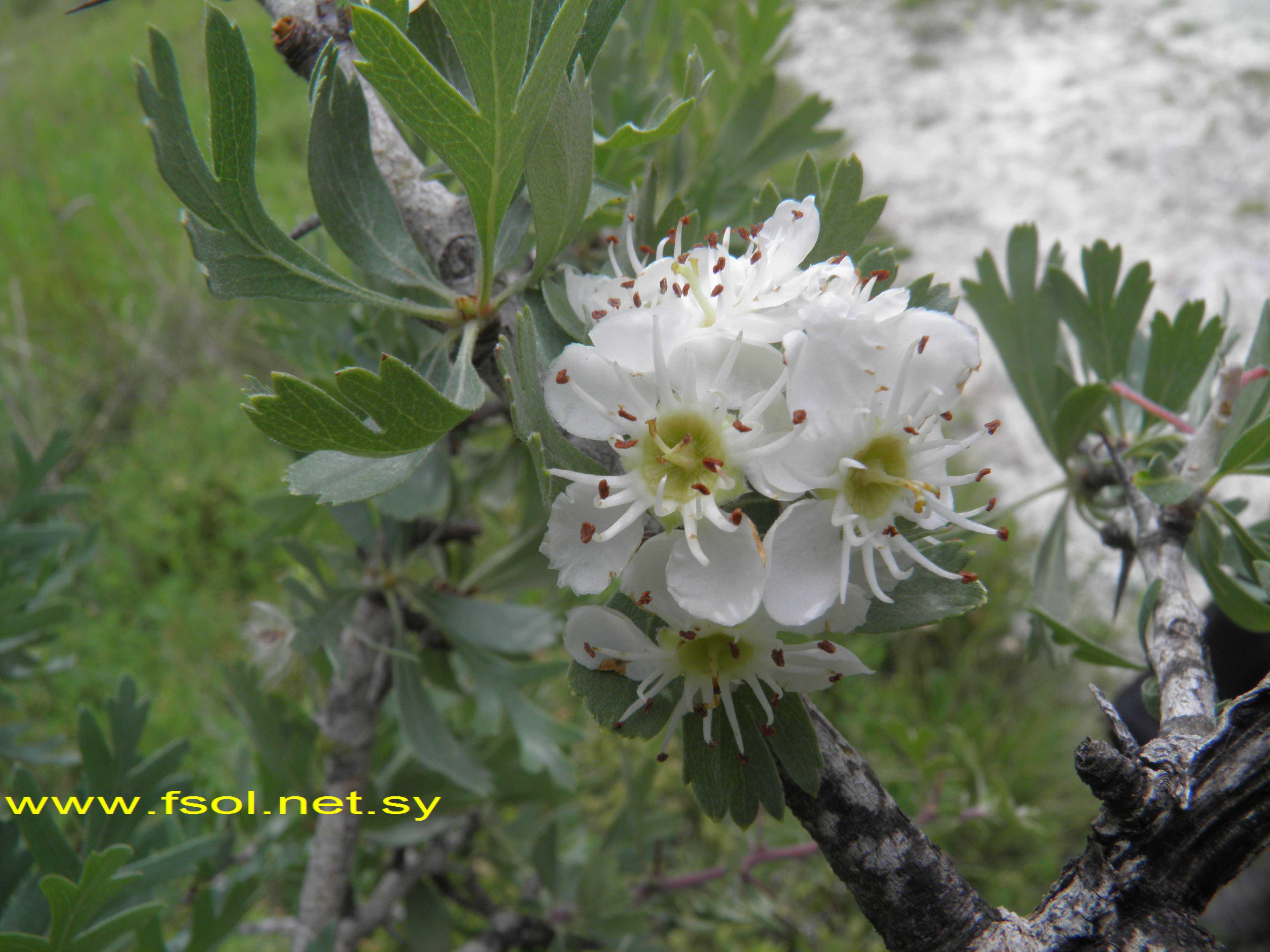 Crataegus aronia (L.) Steud.