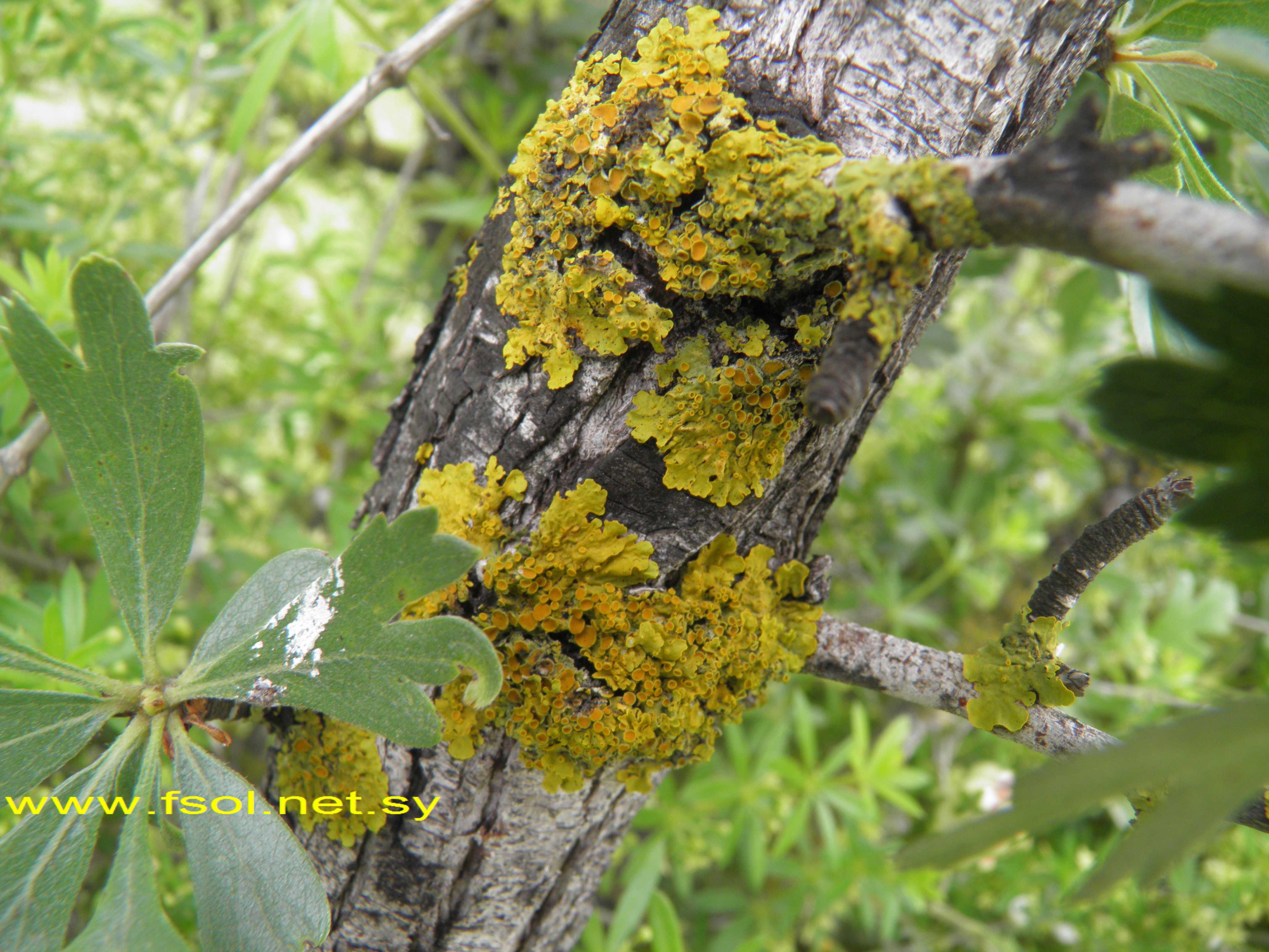 Crataegus aronia (L.) Steud.