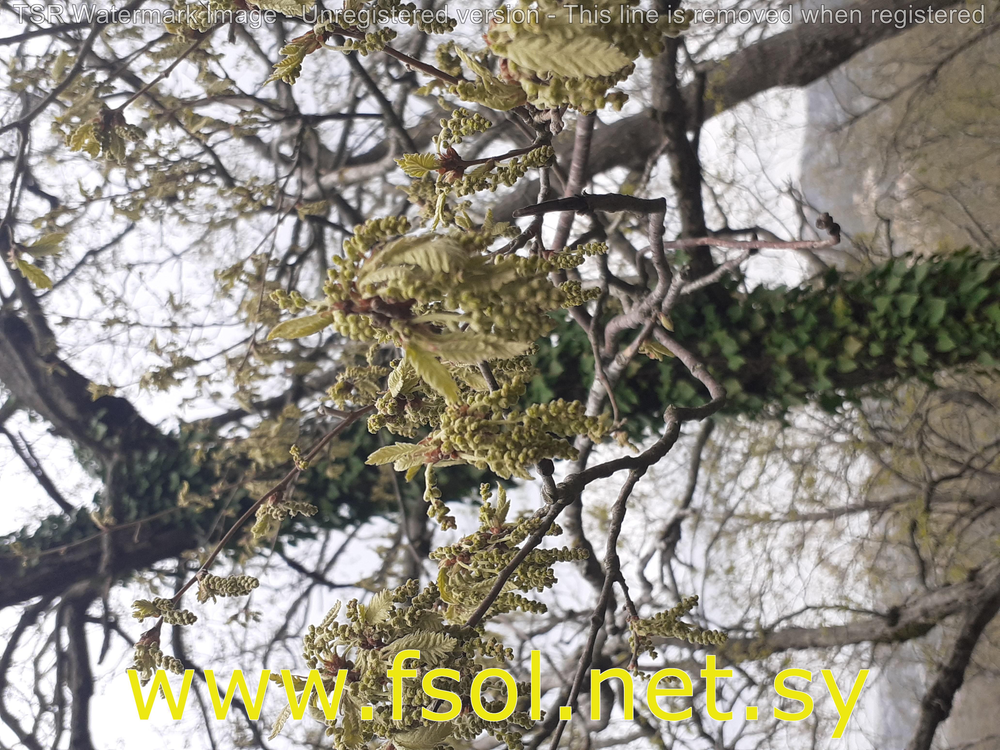 Quercus cerris L