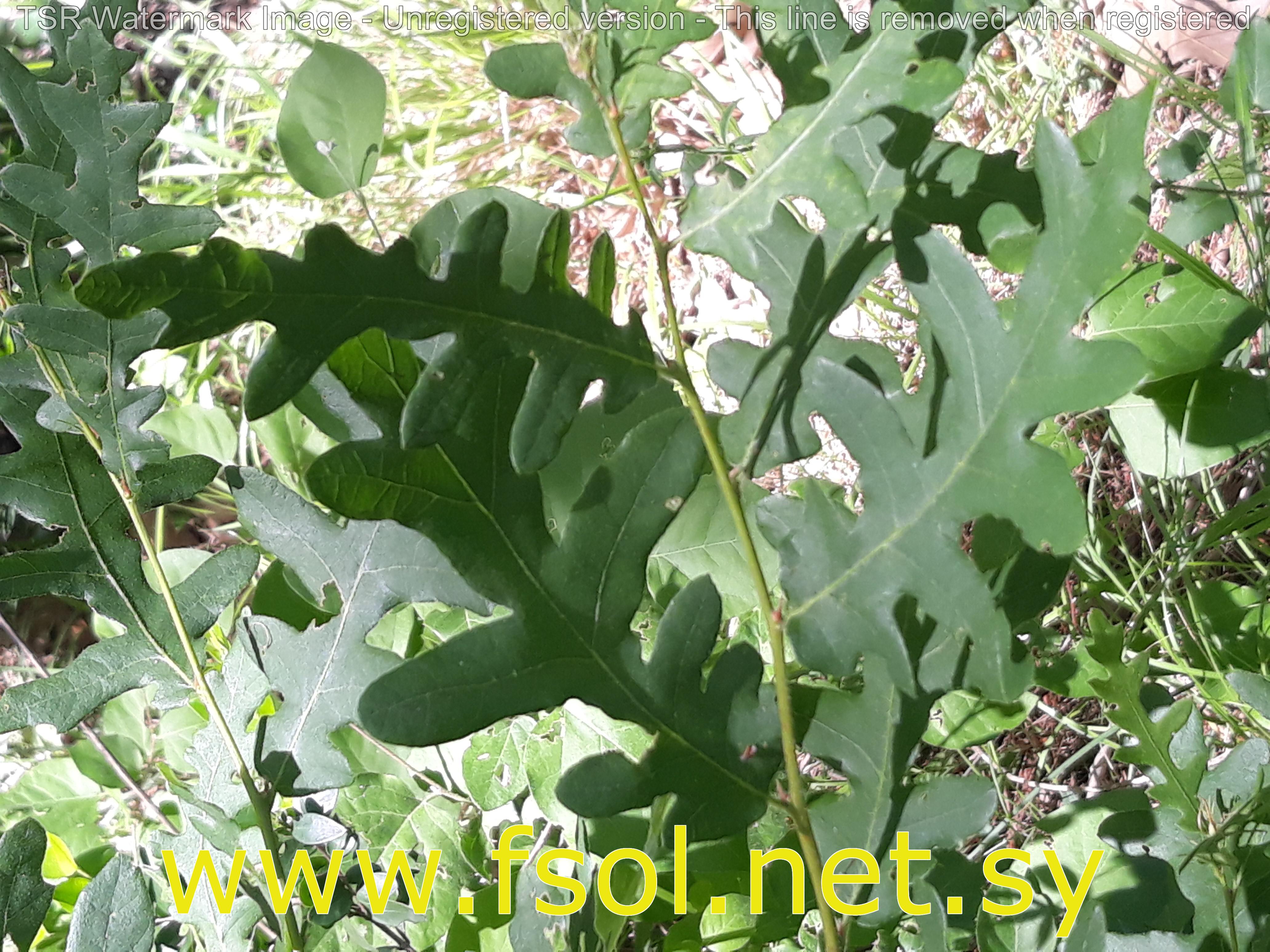 Quercus cerris L