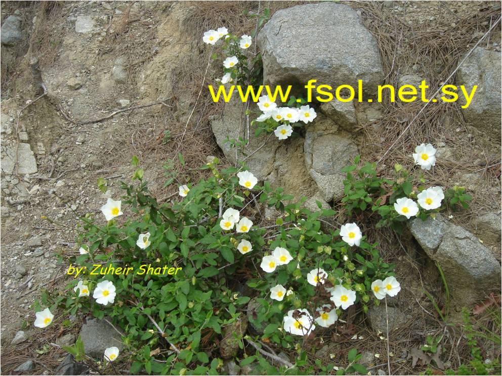 Cistus salvifolius L.