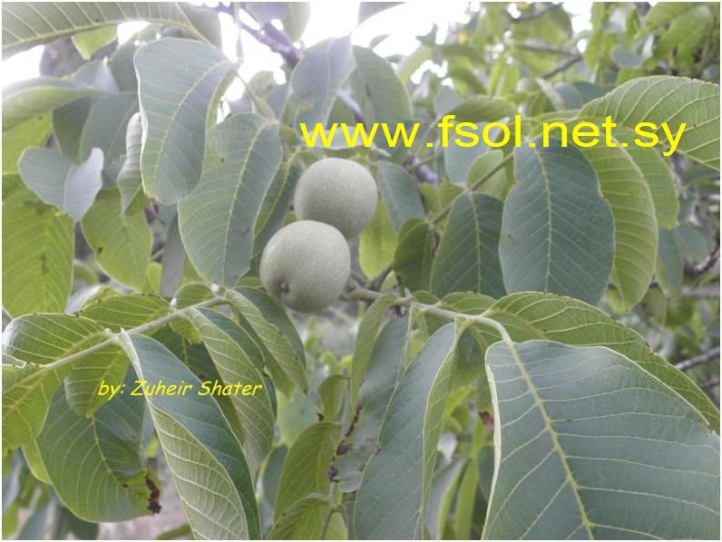 Juglans regia L.