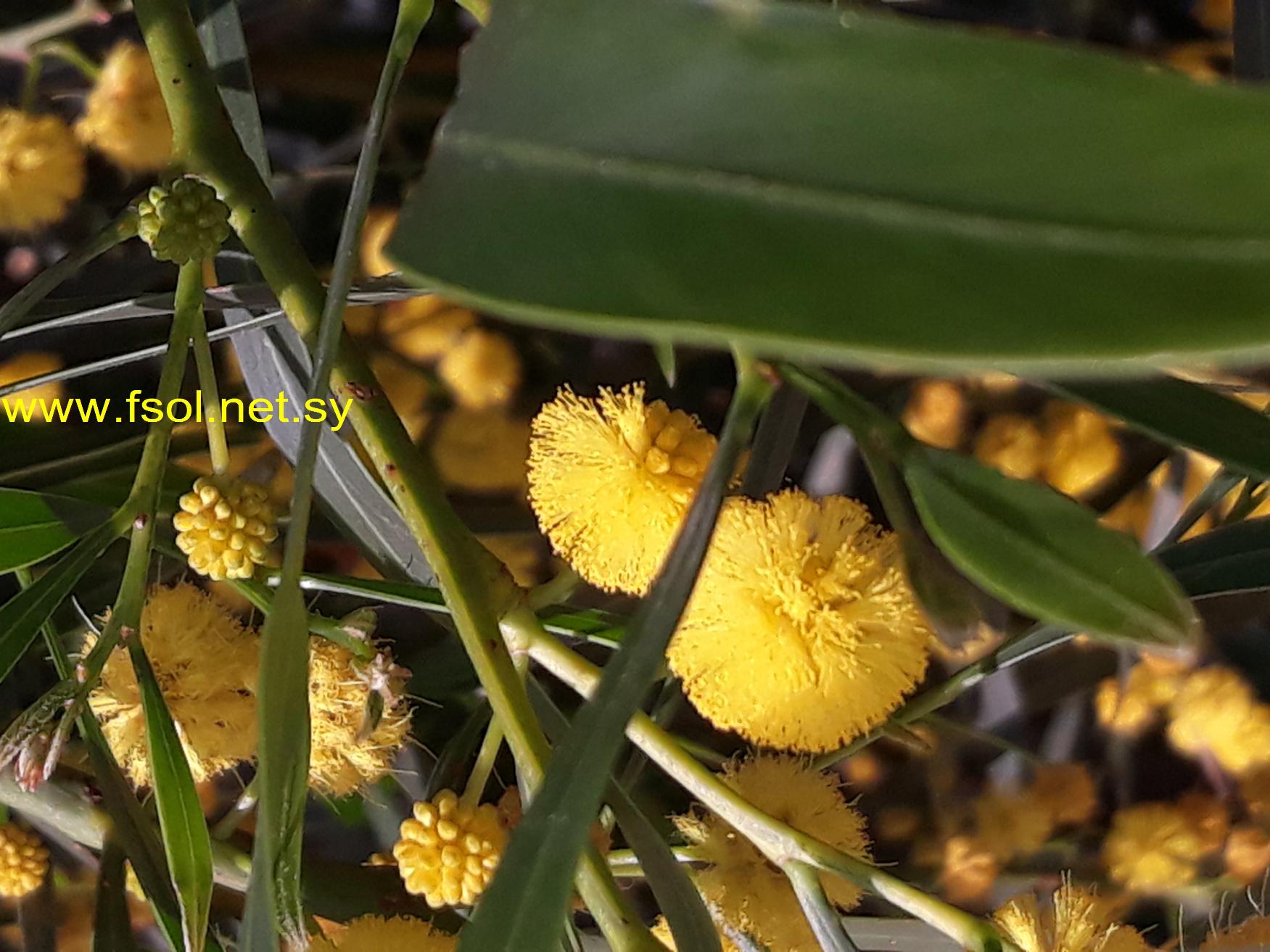 Acacia saligna (Labill.) H.L. wendl.