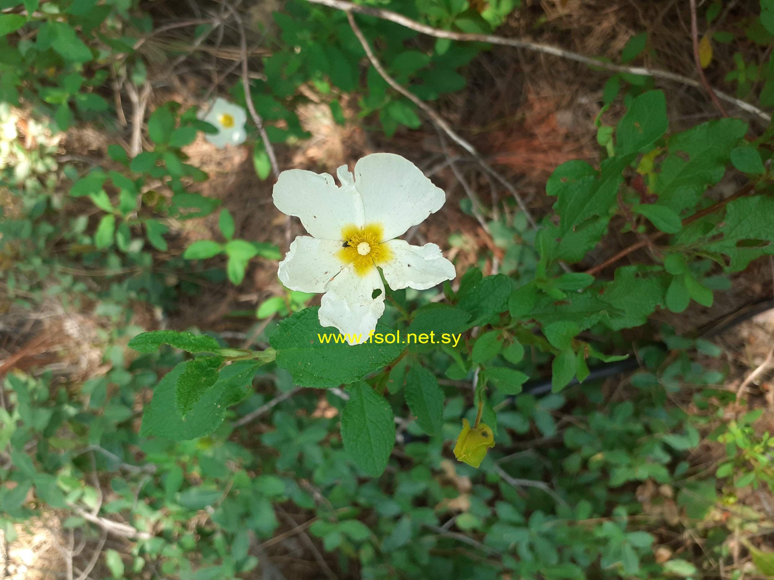 Cistus salvifolius L.