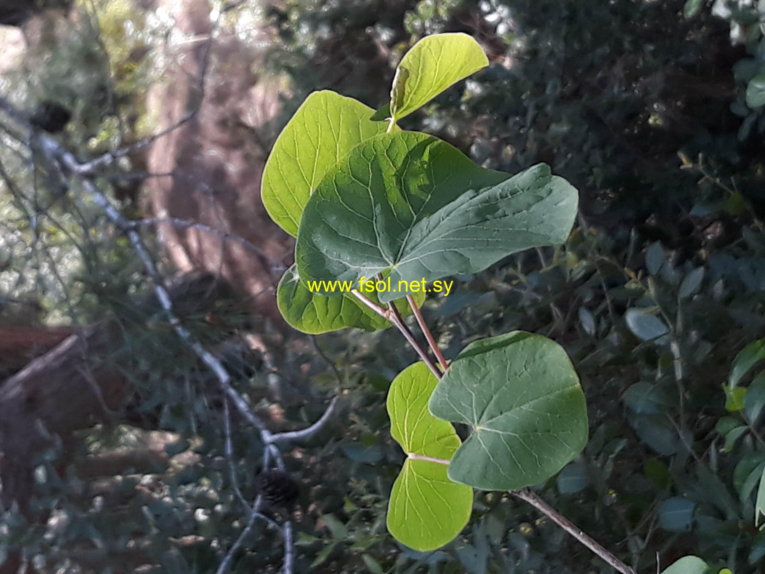 Cercis siliquastrum L.