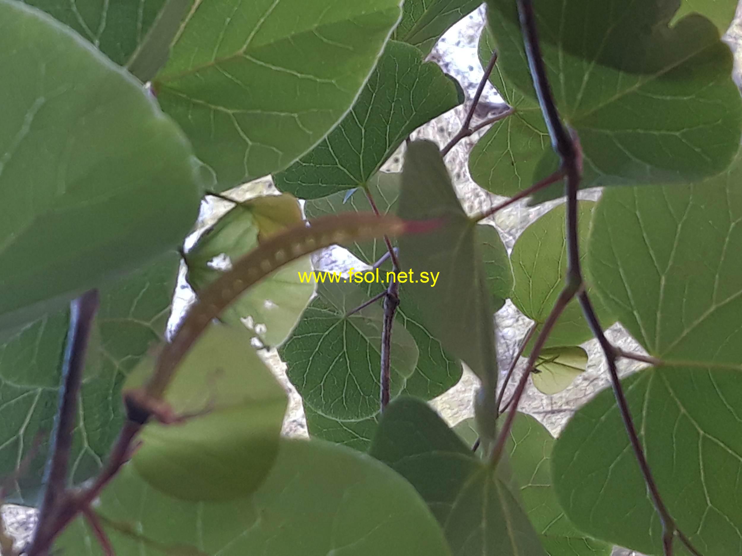 Cercis siliquastrum L.