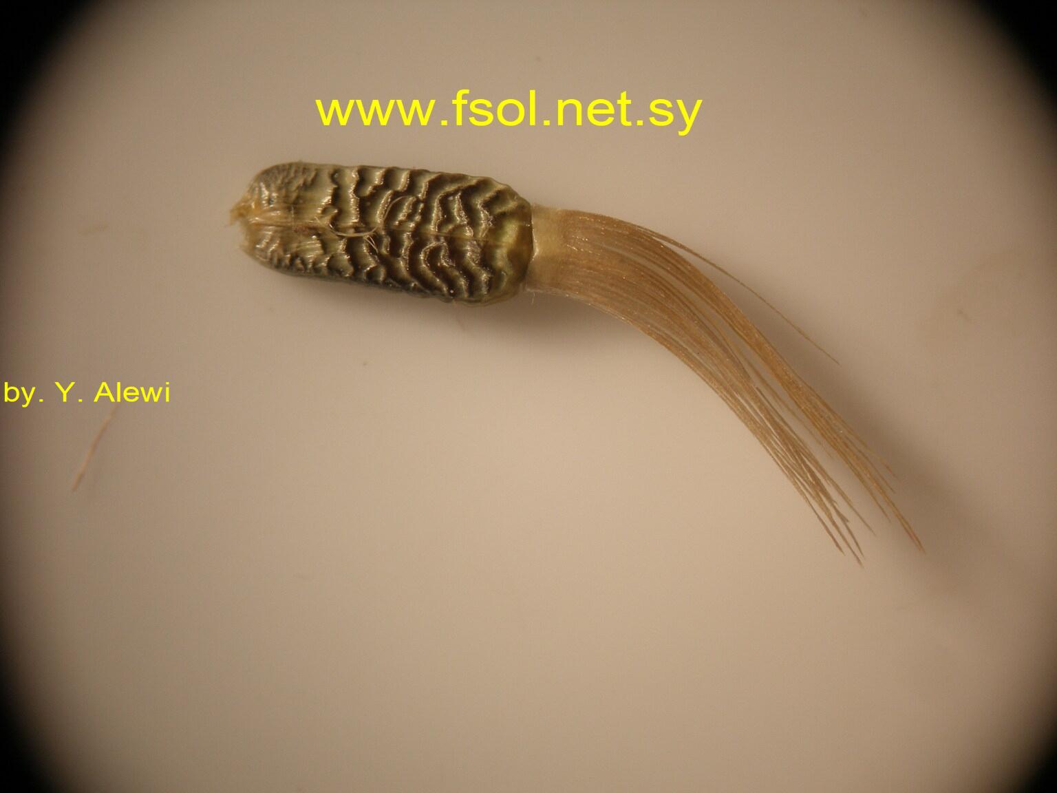Onopordum blancheanum (Eig.) Danin