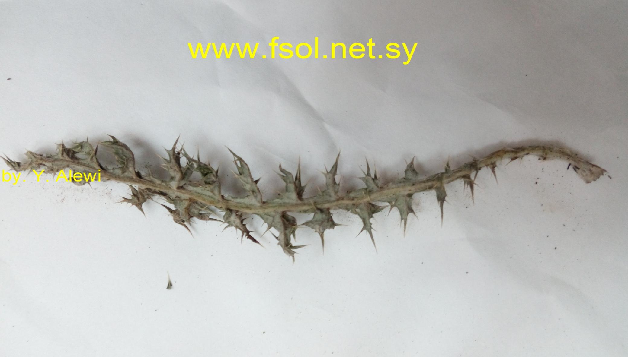 Onopordum blancheanum (Eig.) Danin