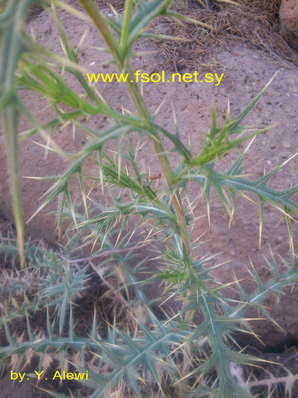 Cirsium phyllocephalum Boiss. et Blanch