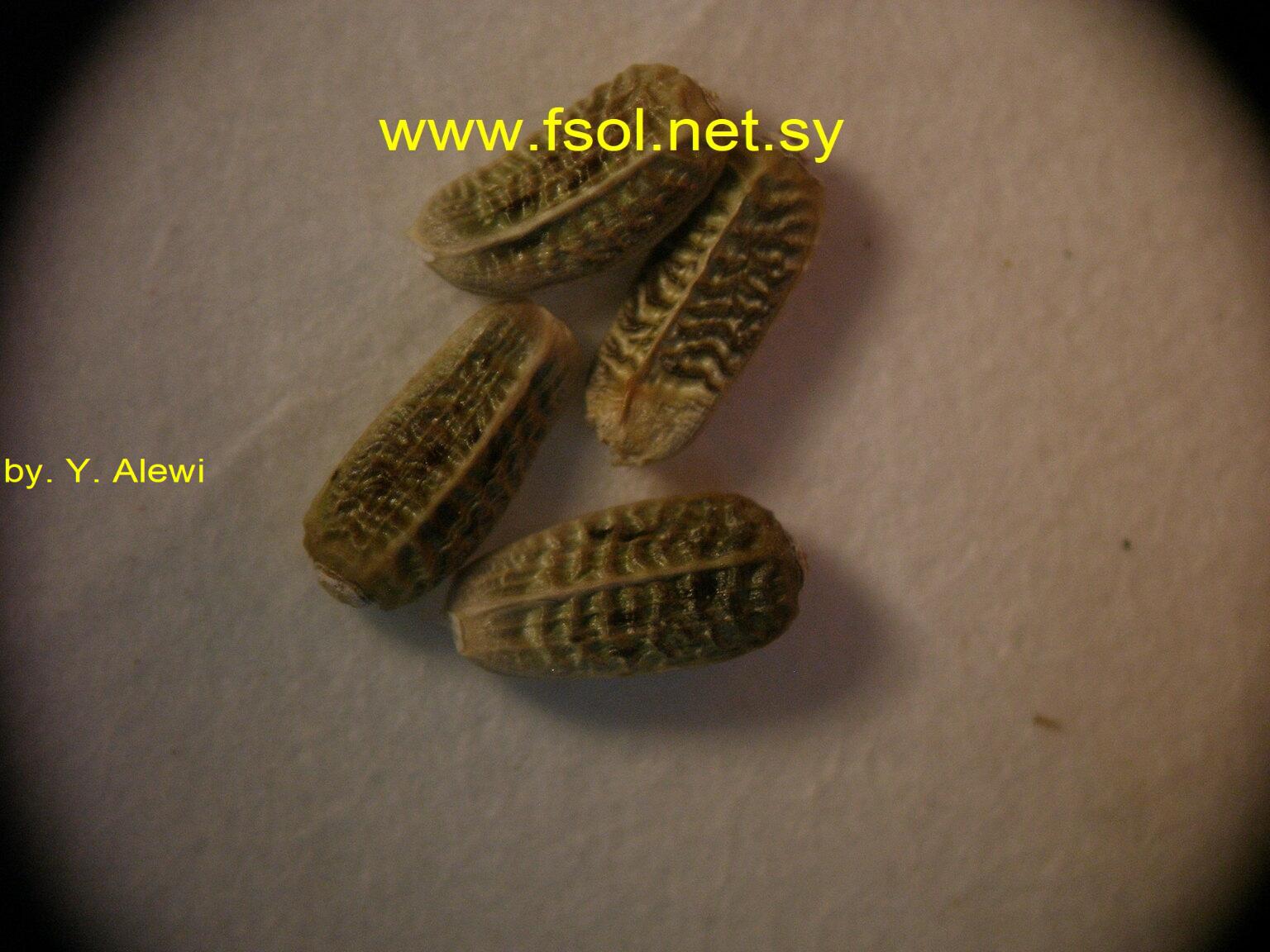 Onopordum blancheanum (Eig.) Danin