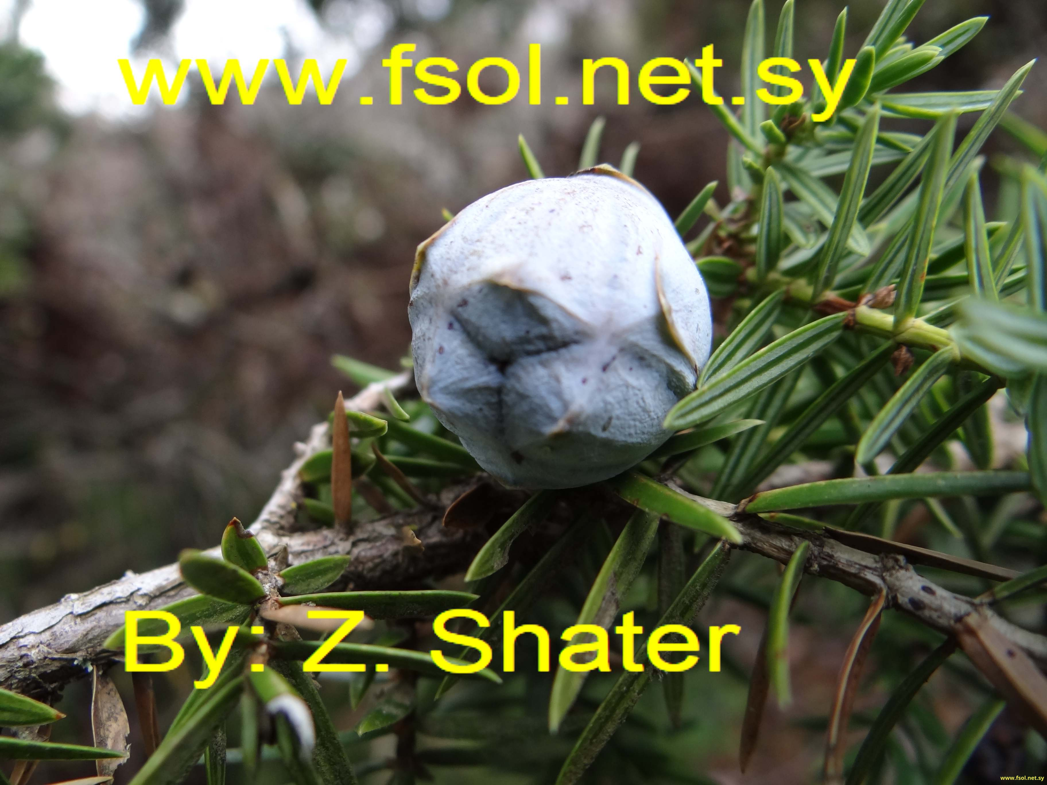 Arceuthos drupacea (Lab.) Ant. et Ky.