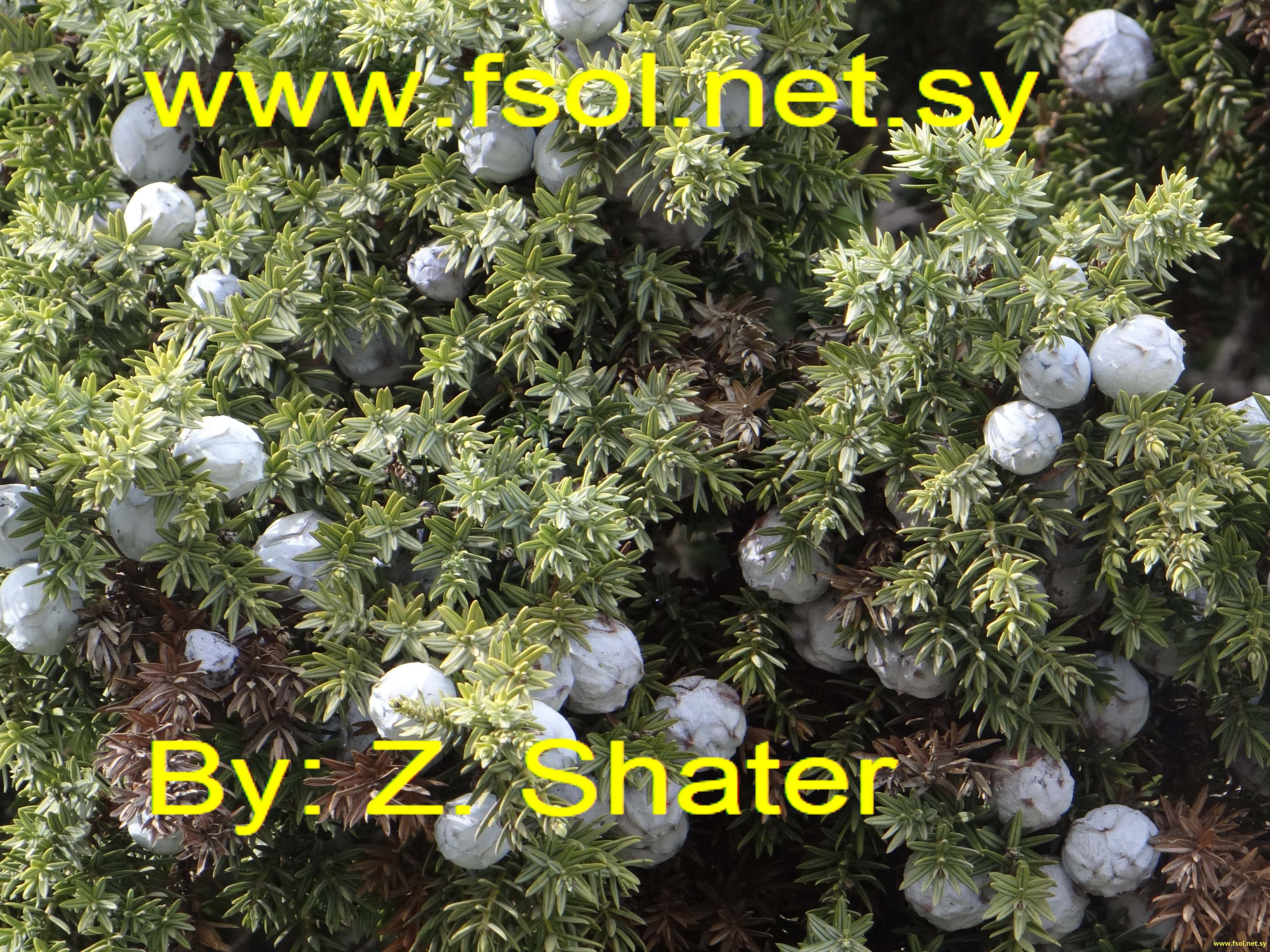 Arceuthos drupacea (Lab.) Ant. et Ky.