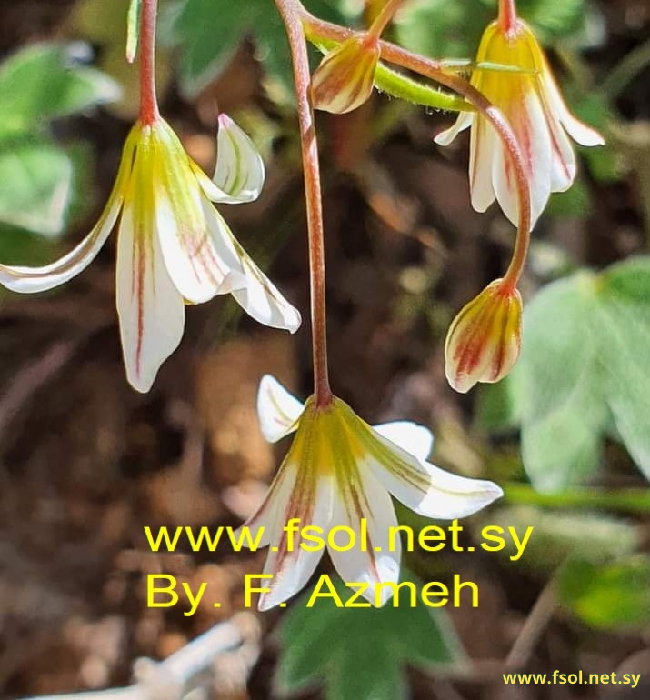 Gagea libanotica (Hochst.) Greuter