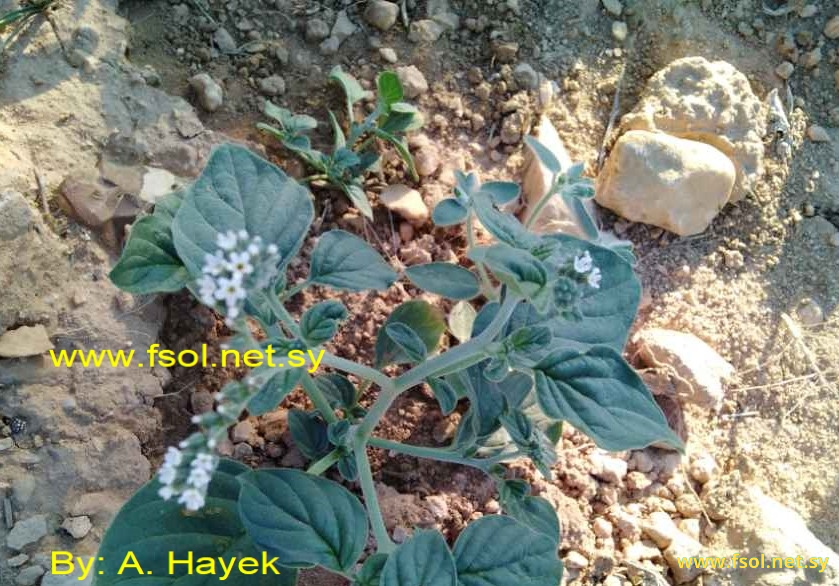 Heliotropium rotundifolium Sieb. ex Lehm.