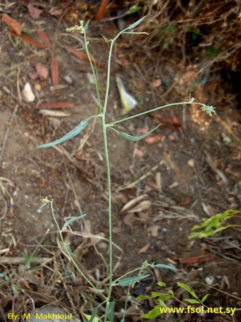 Atriplex patula L.