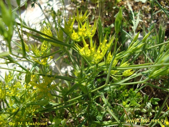 Bupleurum fontanesii Guss