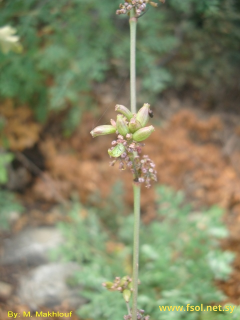 Bupleurum linearifolium D.C.