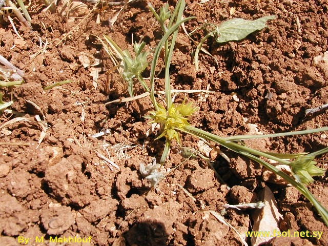 Bupleurum nodiflorum Sm in Sibth.