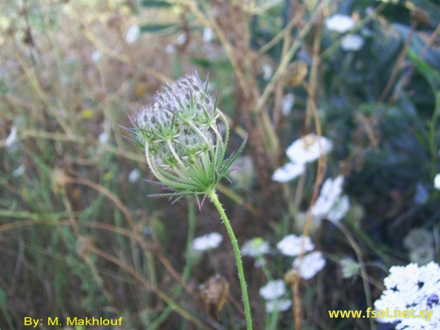 Daucus guttatus Sm.