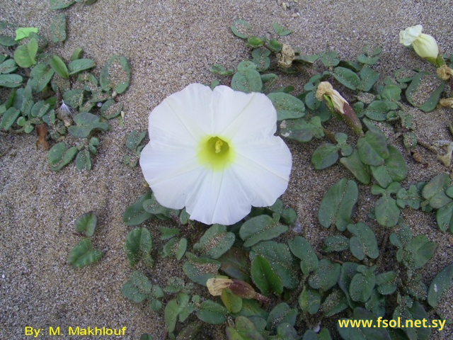 Ipomoea stolonifera J.F.Gmel.