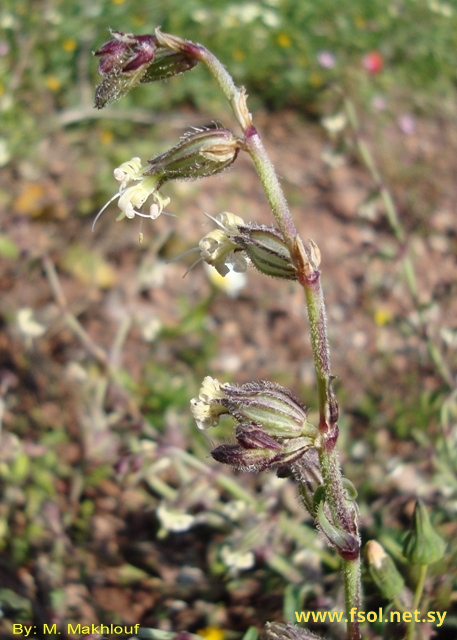 Silene dichotoma Ehrh.