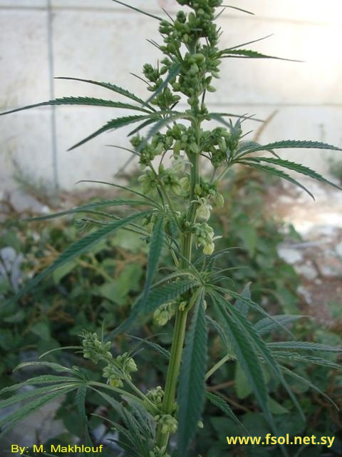 Cannabis sativa L.