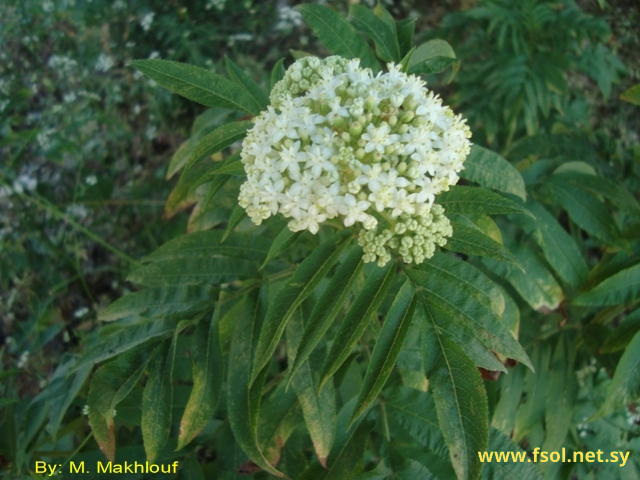 Sambucus ebulus L.