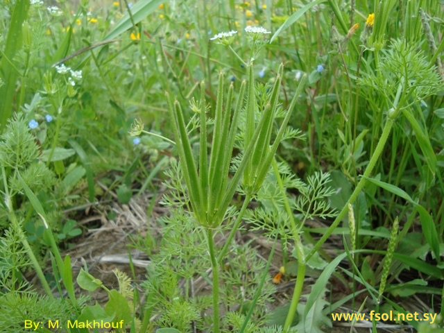Scandix pecten-veneris L.