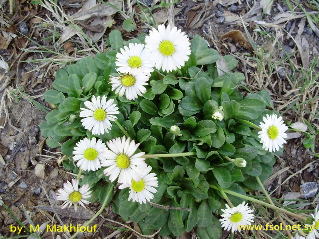 Bellis sylvestris Cyr.