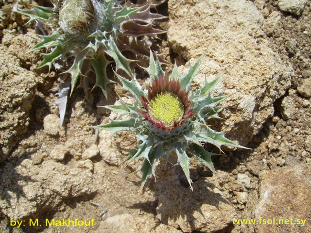 Carlina lanata Ten.