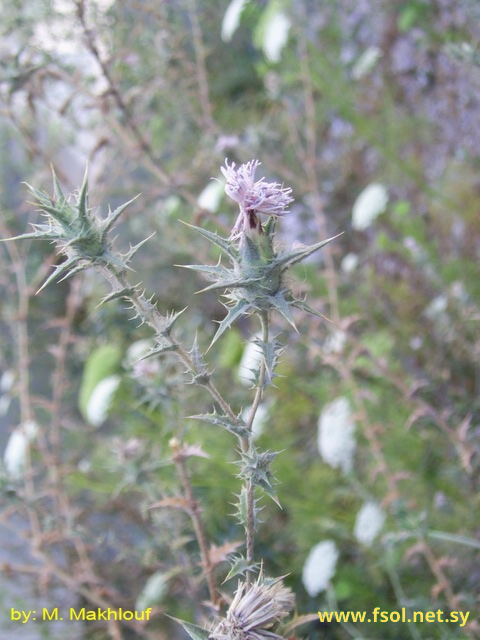 Carthamus tenuis (Boiss et Bl.) Bornm.