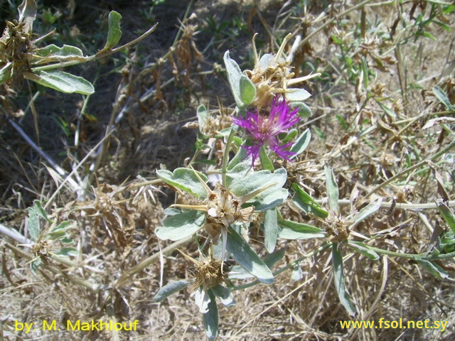 Centaurea calcitrapa L.