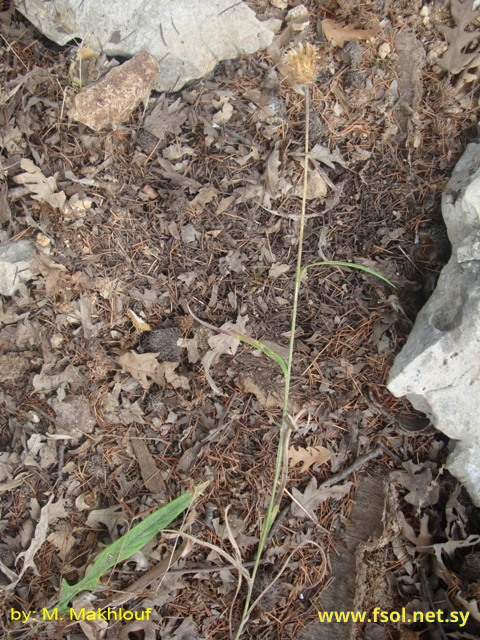 Centaurea cheirolopha (Fenzl.) Wagenitz