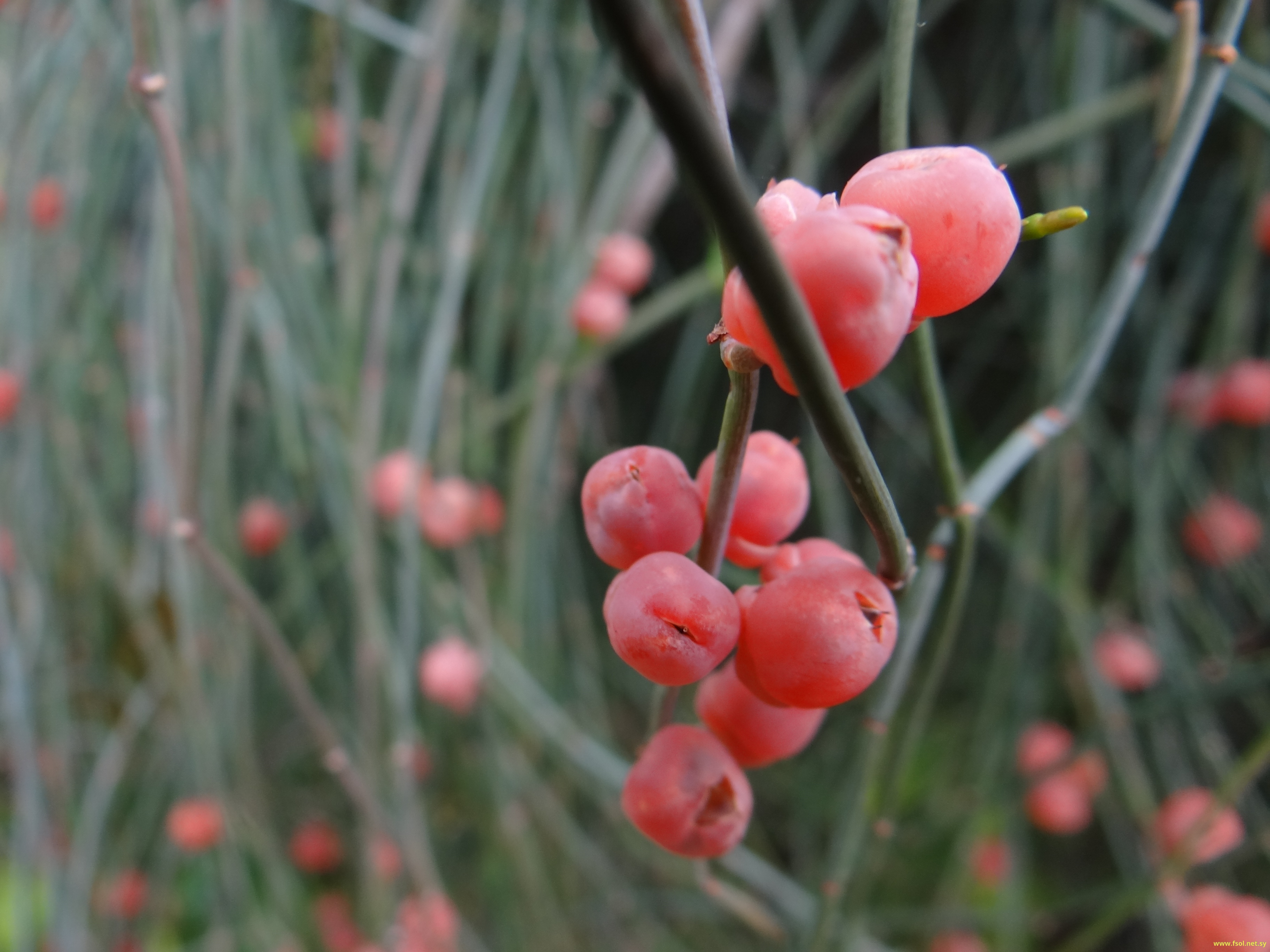 Ephedra campylopoda C.A.M.