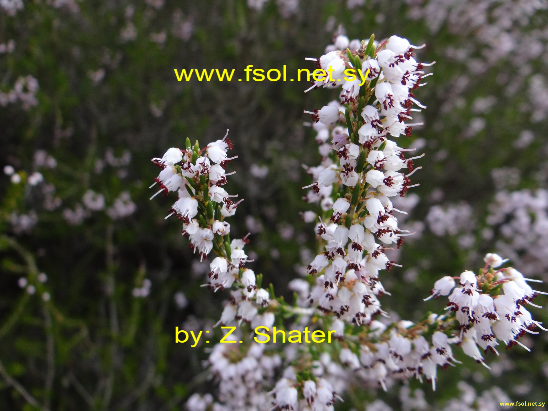 Erica manipuliflora Salisb.