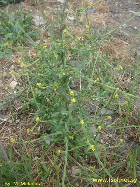 Sisymbrium officinale (L.) Scop.