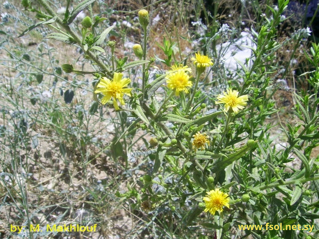 Inula viscosa (L.) Ait.