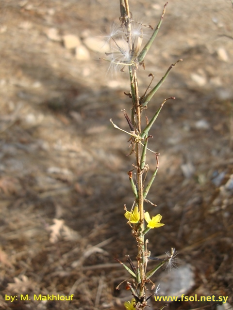 Lactuca saligna L.