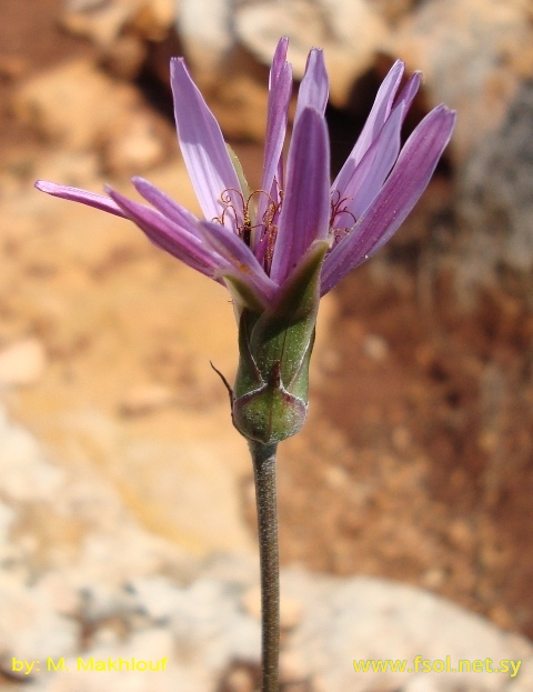 Lactuca tuberosa Jacq