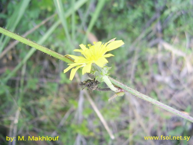 Picris strigosa M. Bieb