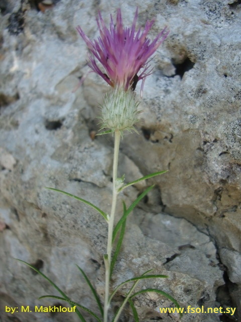 Ptilostemon chamaepeuce (L.) Less