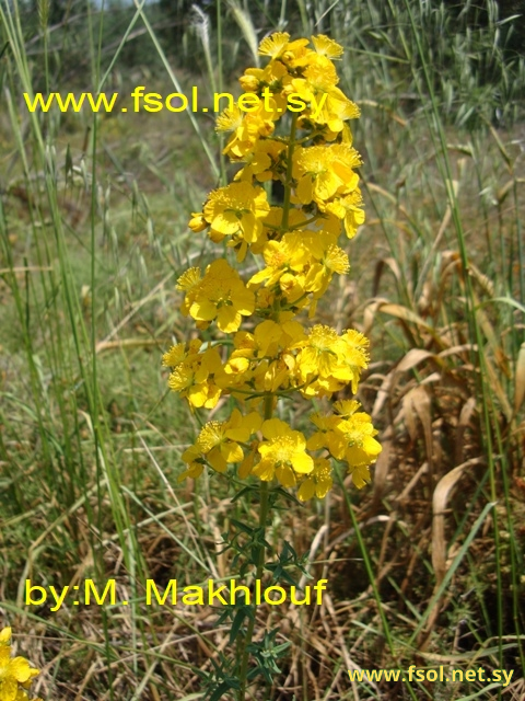 Hypericum amblysepalum Hochst.
