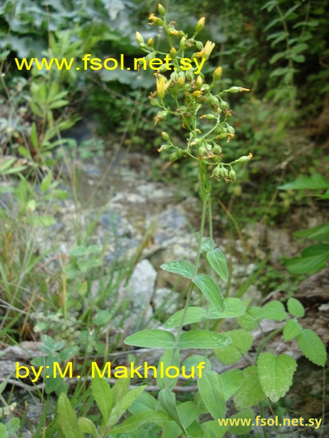 Hypericum montbretii Spach.