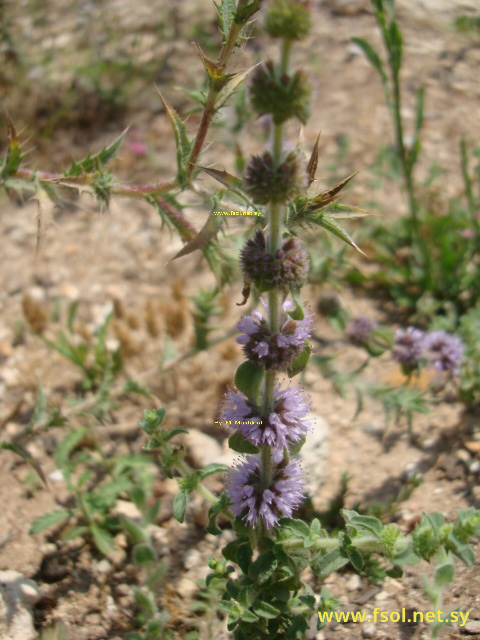 Mentha pulegium L.