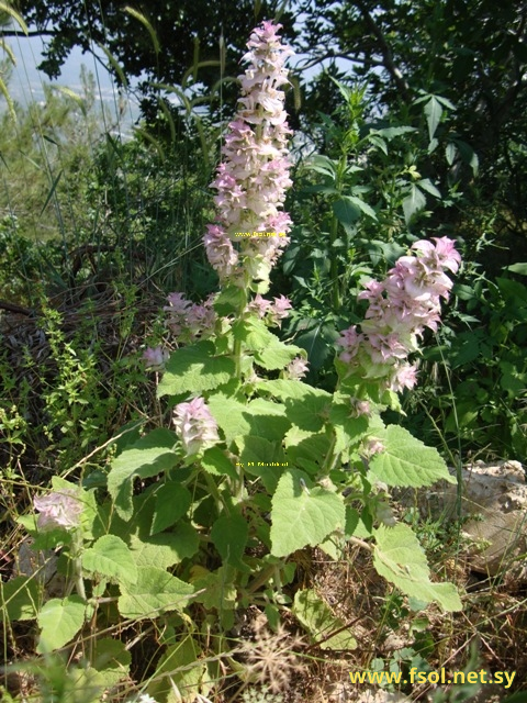 Salvia sclarea L.