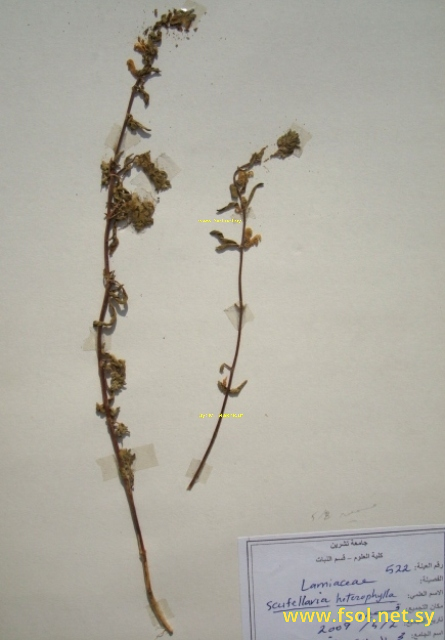 Scutellaria heterophylla Mont.