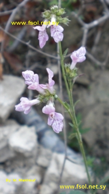 Stachys diversifolia Boiss.