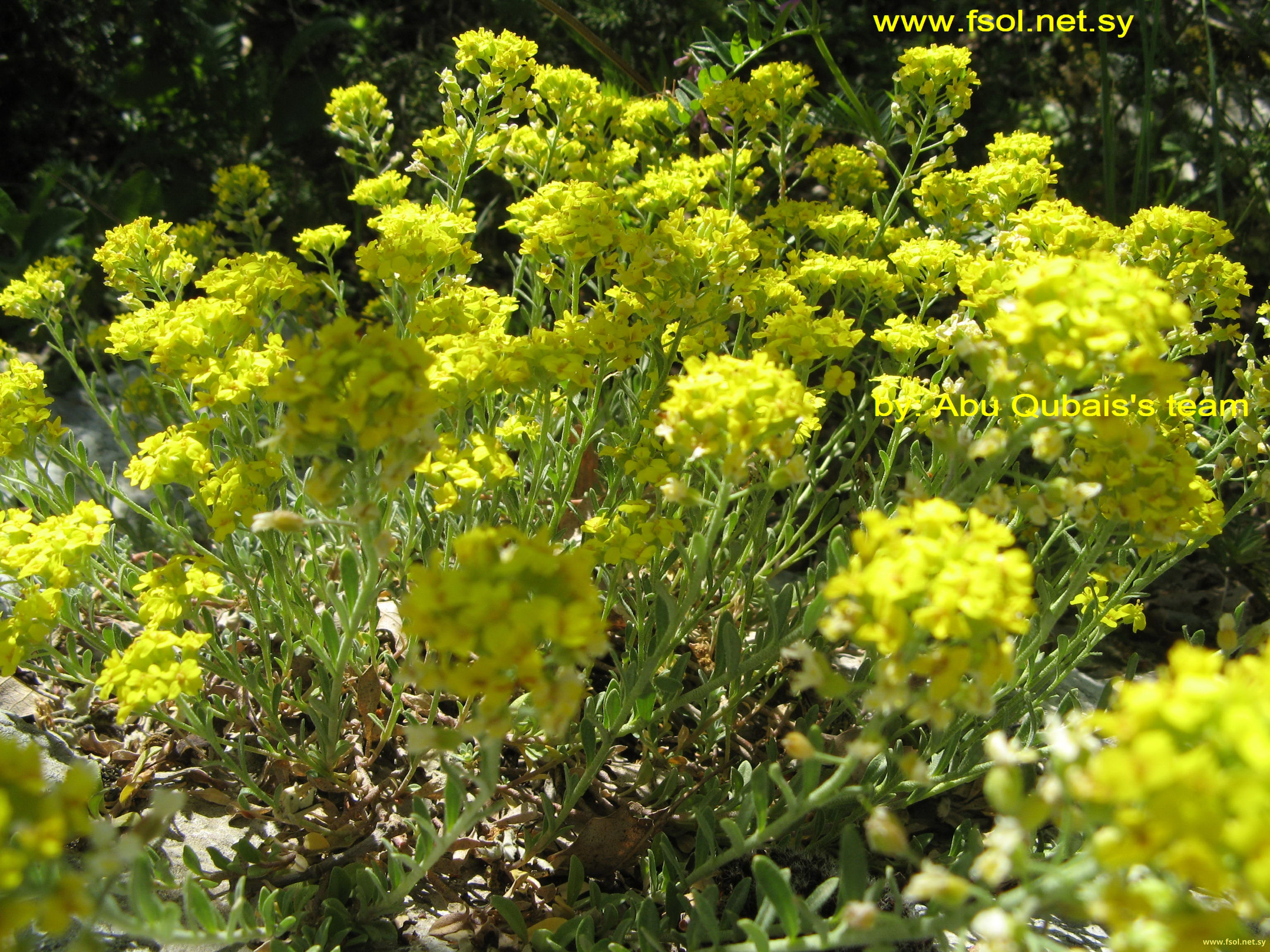 Alyssum mouradicum Boiss. et Bal.