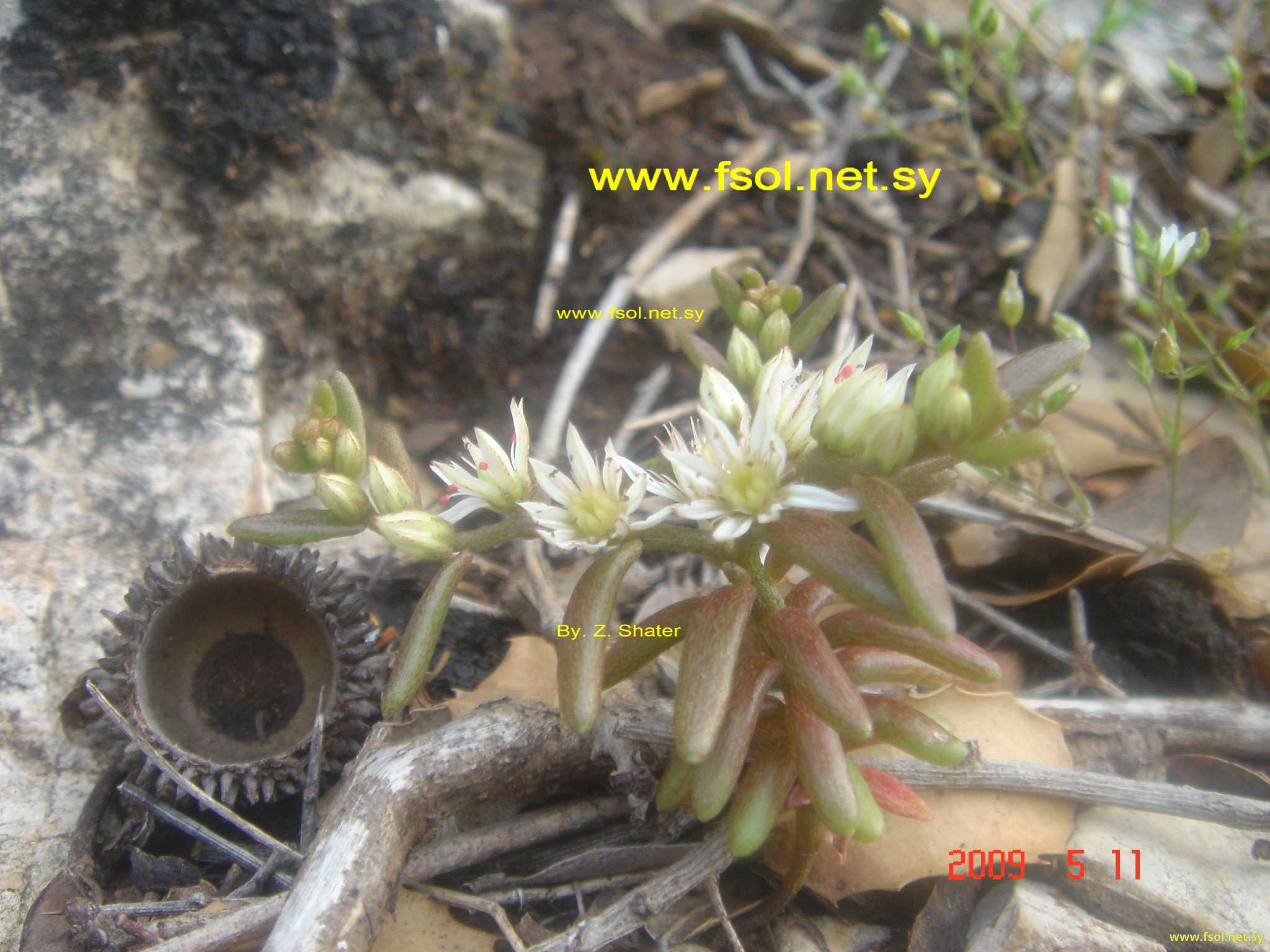 Sedum schizolepis Fröd.